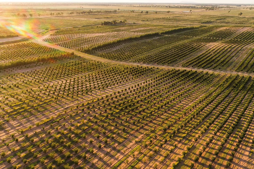 Is Türkiye’s hazelnut industry facing bankruptcy? Challenges, opportunities in 2024