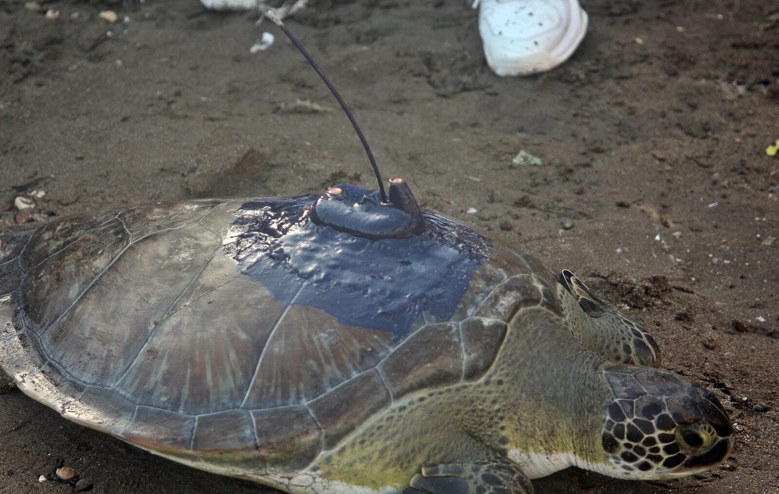 Sea turtles cover journey of 3,500 km from Türkiye to Gaza in 50 days