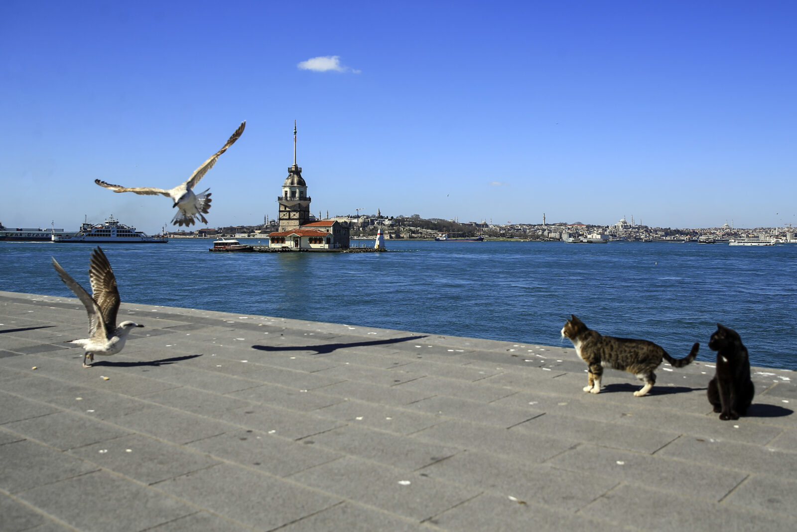 Discover Istanbul's 1st cat-themed museum on International Cat Day