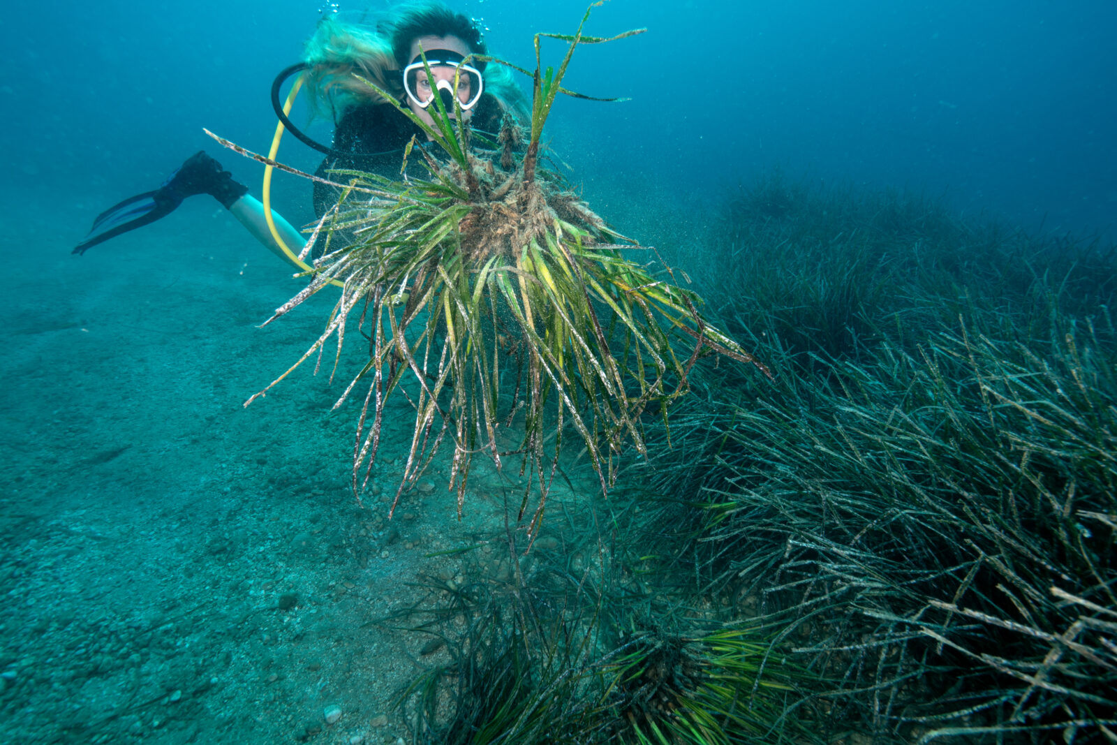 Anchors are damaging 'Lungs of the Mediterranean'