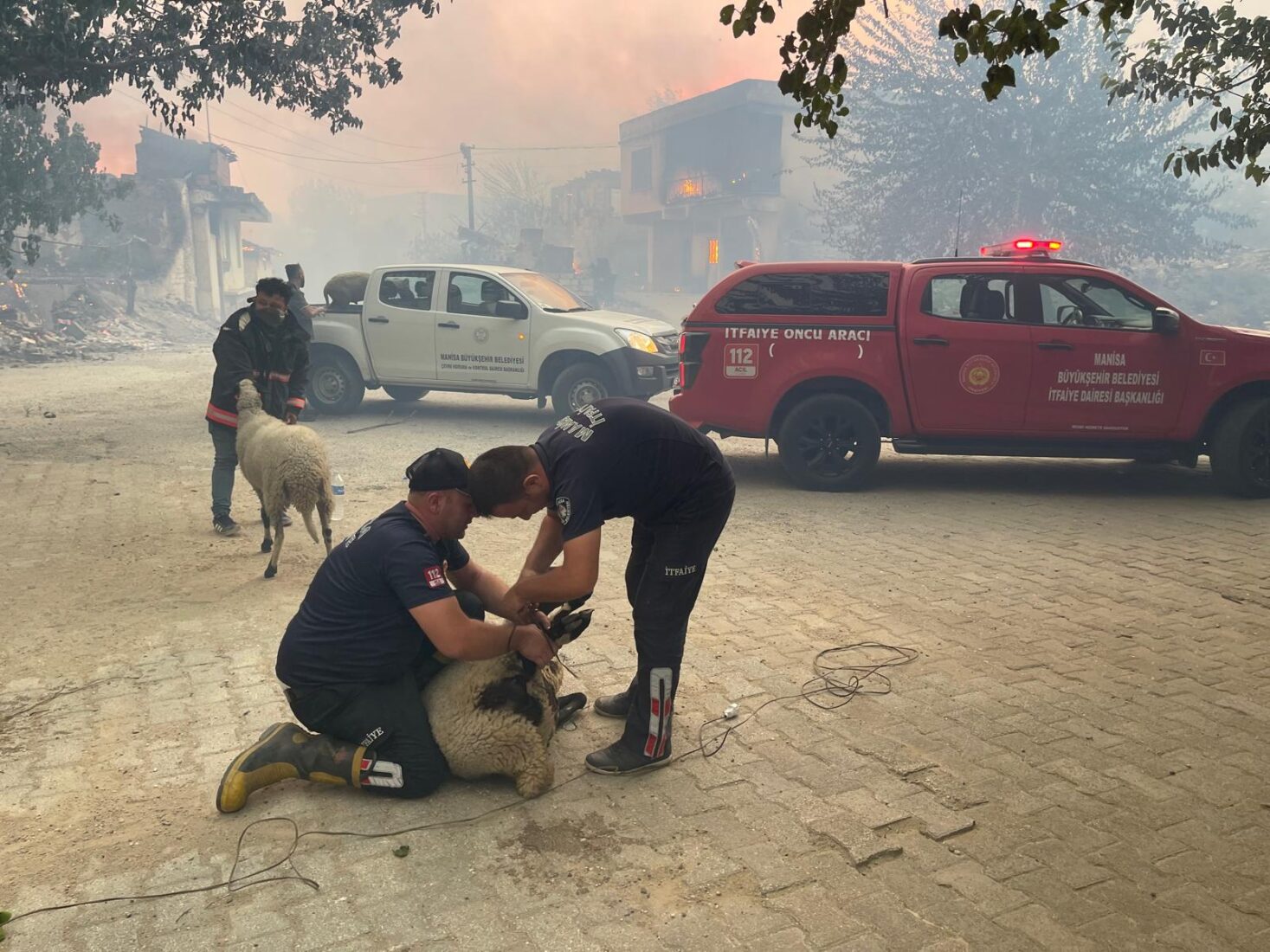 Türkiye grapples with widespread wild fires: 7 detained as new blazes erupt