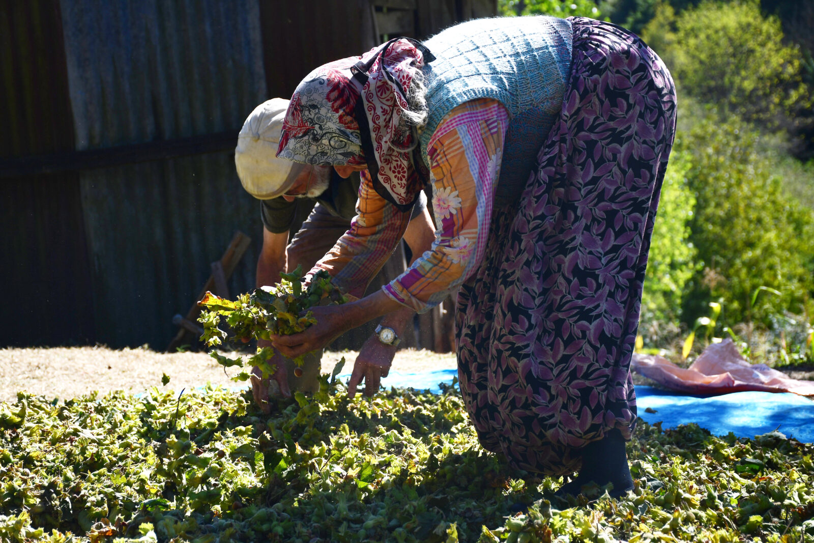 Is Türkiye’s hazelnut industry facing bankruptcy? Challenges, opportunities in 2024