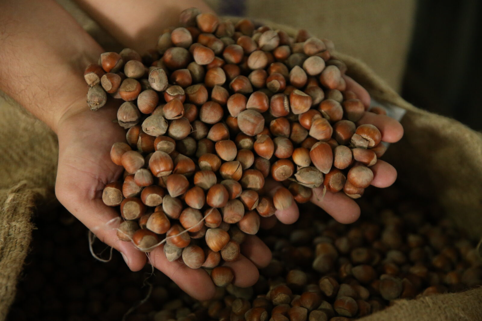 Is Türkiye’s hazelnut industry facing bankruptcy? Challenges, opportunities in 2024