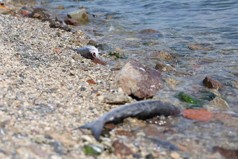 Plankton surge in Izmir triggers fish deaths and foul odor