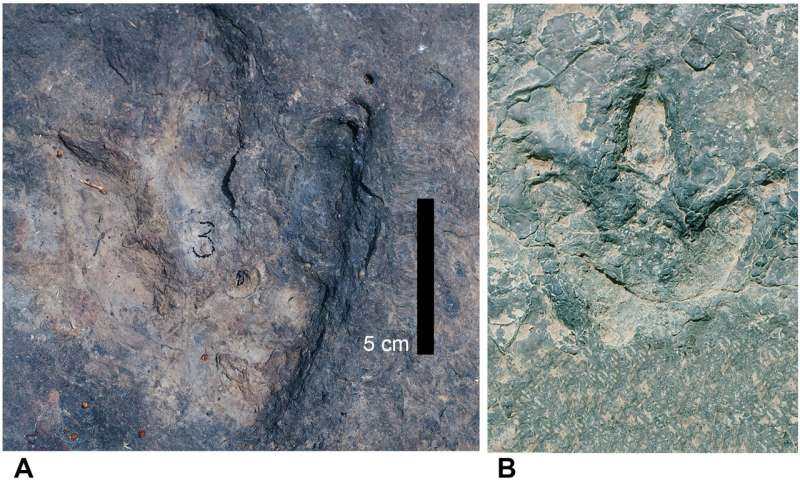 Dinosaur footprints on both sides of Atlantic confirm ancient land bridge