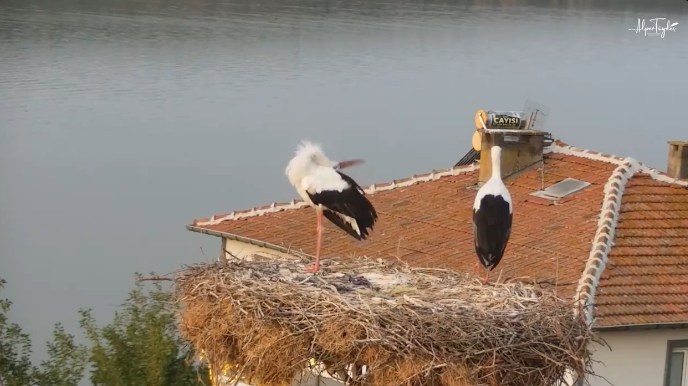 13 years of loyalty: Yaren stork bids farewell to Bursa fisherman