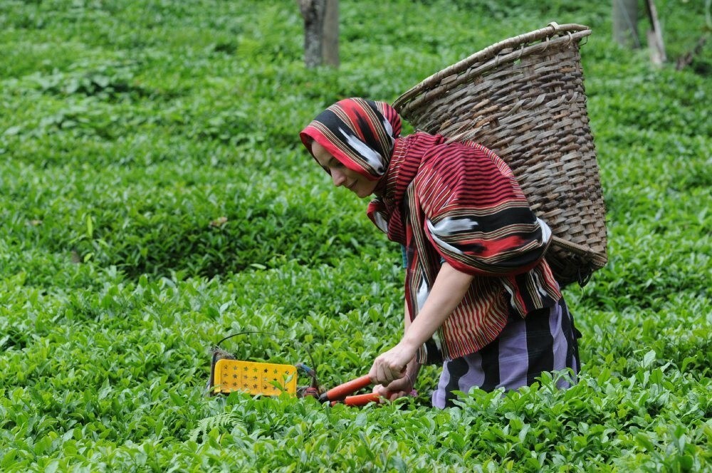 Turkish tea culture: Cherishing tradition while embracing change