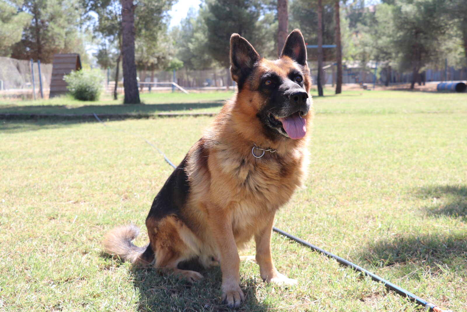 Loyal detection dogs enjoy well-deserved retirement in Türkiye