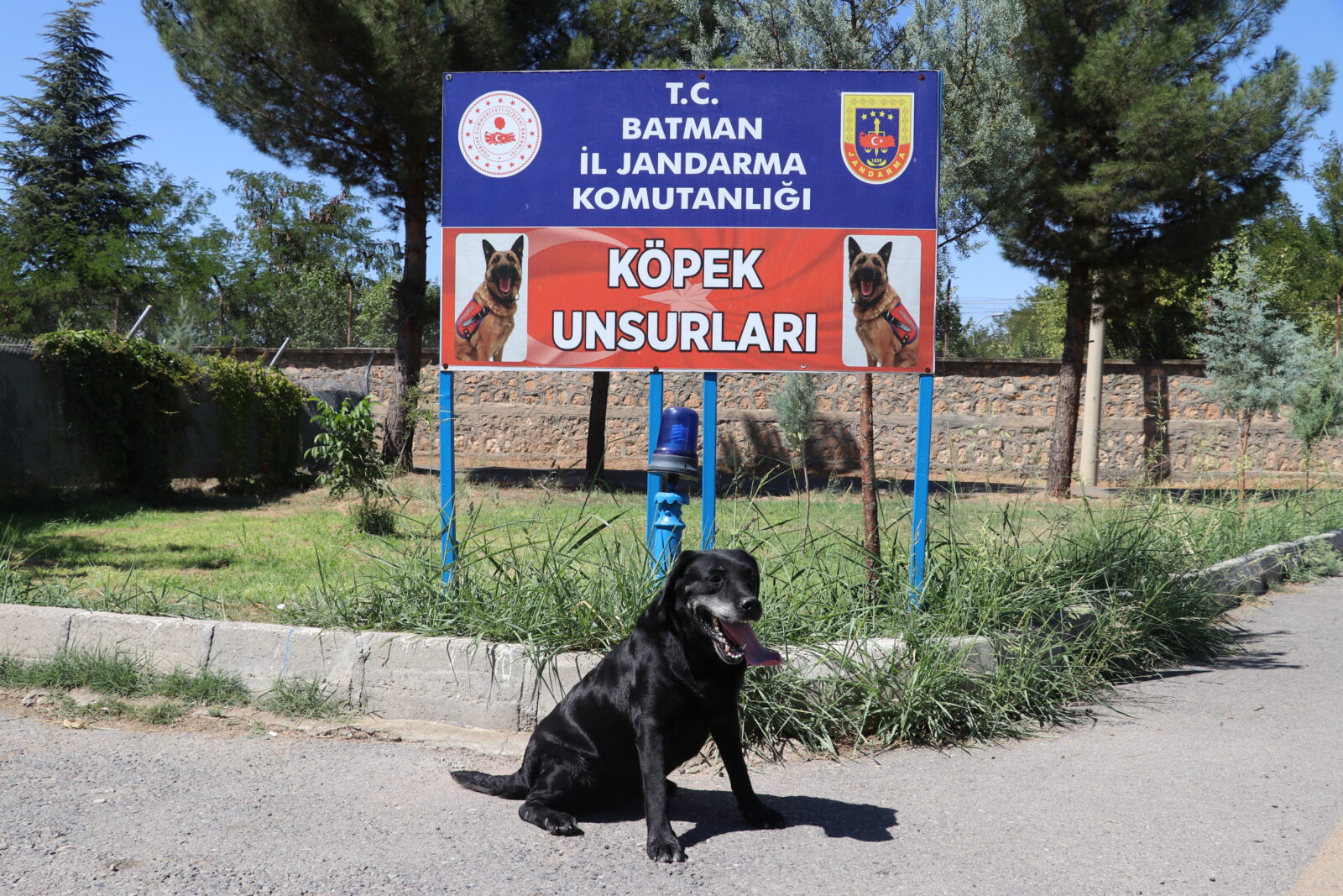 Loyal detection dogs enjoy well-deserved retirement in Türkiye