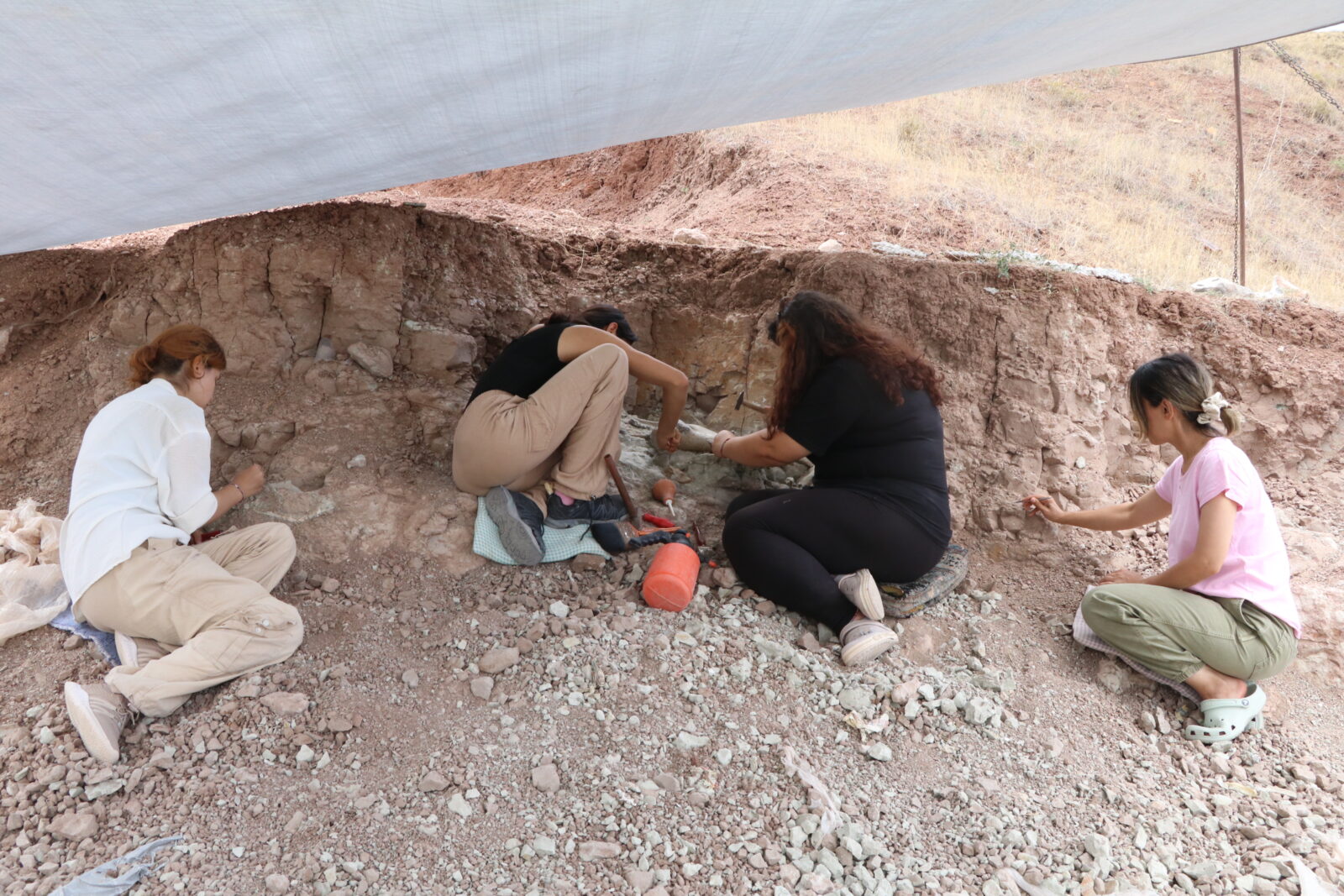 9-million-year-old prehistoric elephant bones discovered in Türkiye's Cankiri