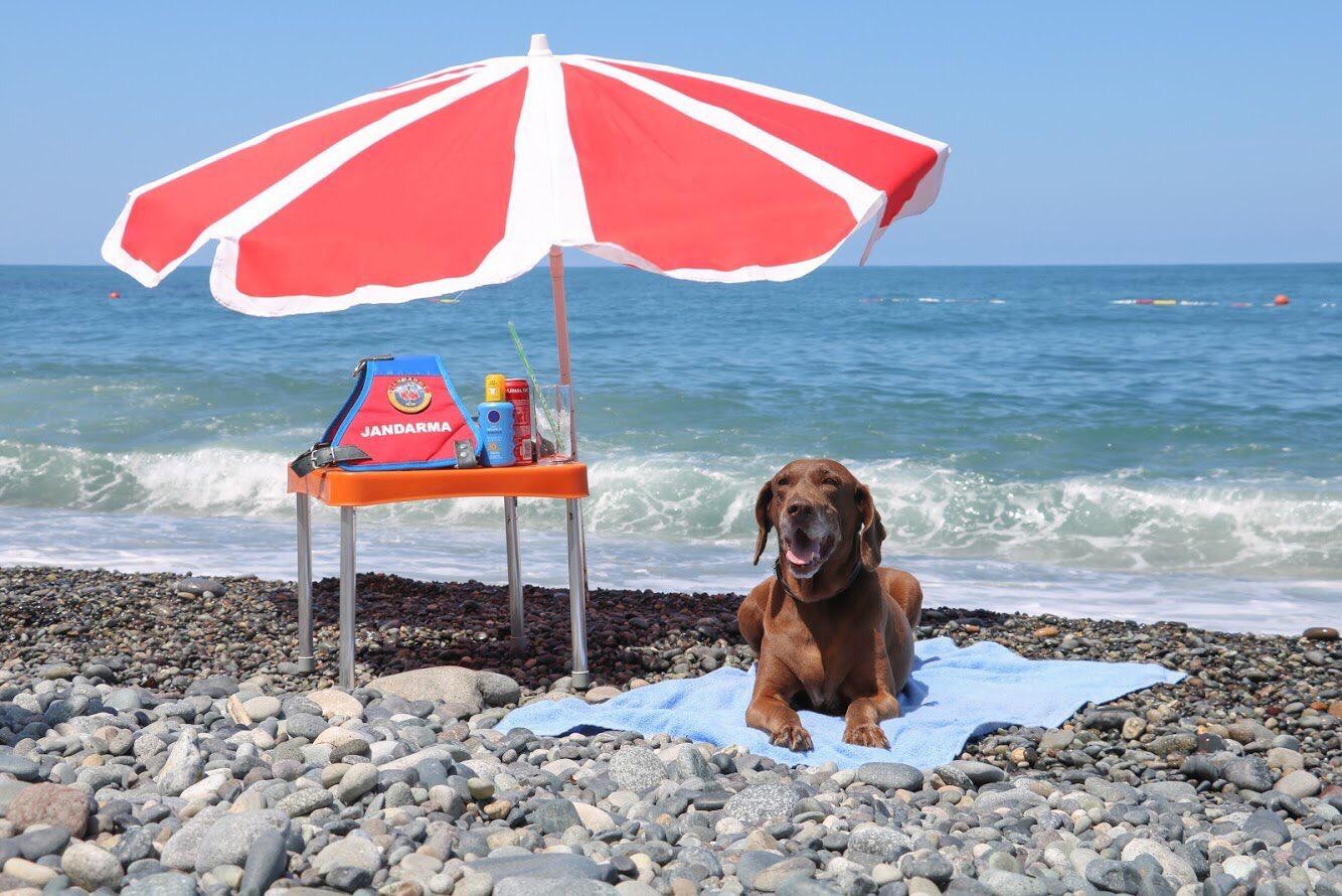 Loyal detection dogs enjoy well-deserved retirement in Türkiye