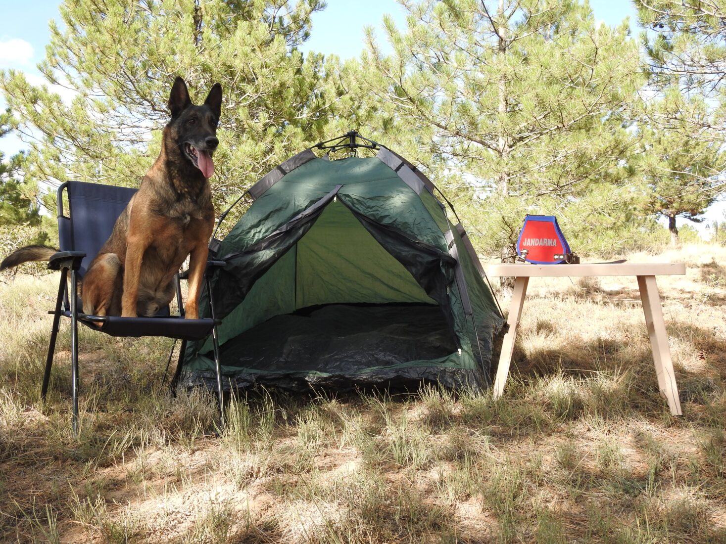 Loyal detection dogs enjoy well-deserved retirement in Türkiye