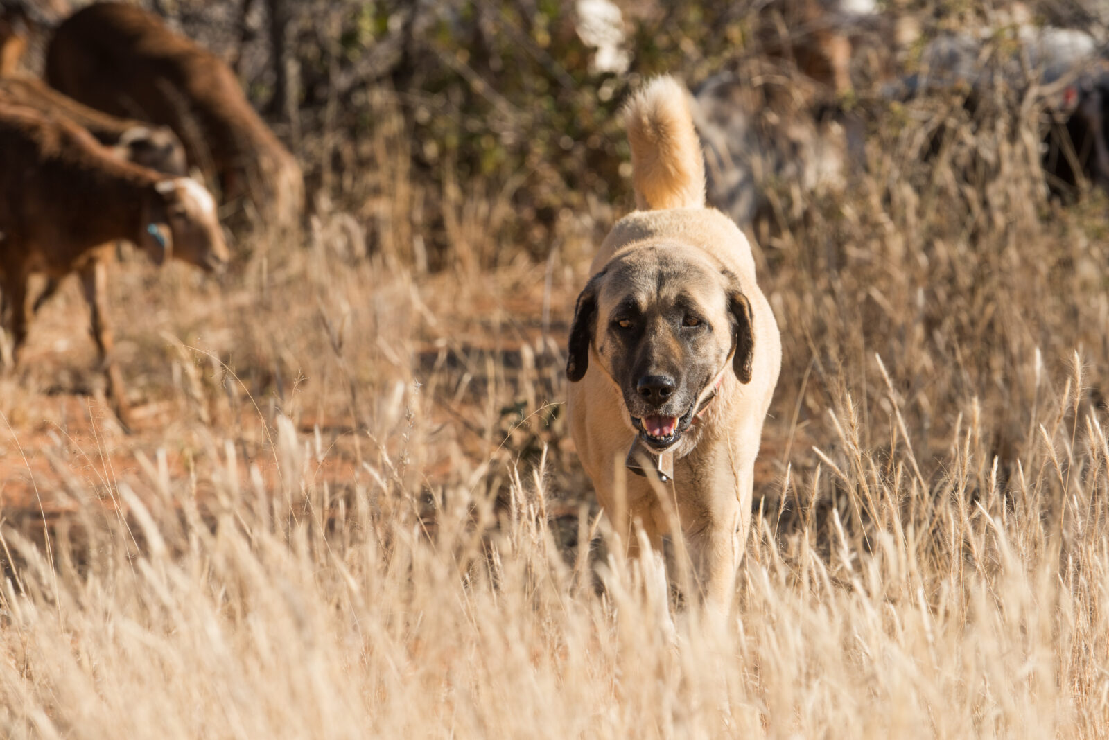 Fascinating facts about Türkiye’s native Kangal dog