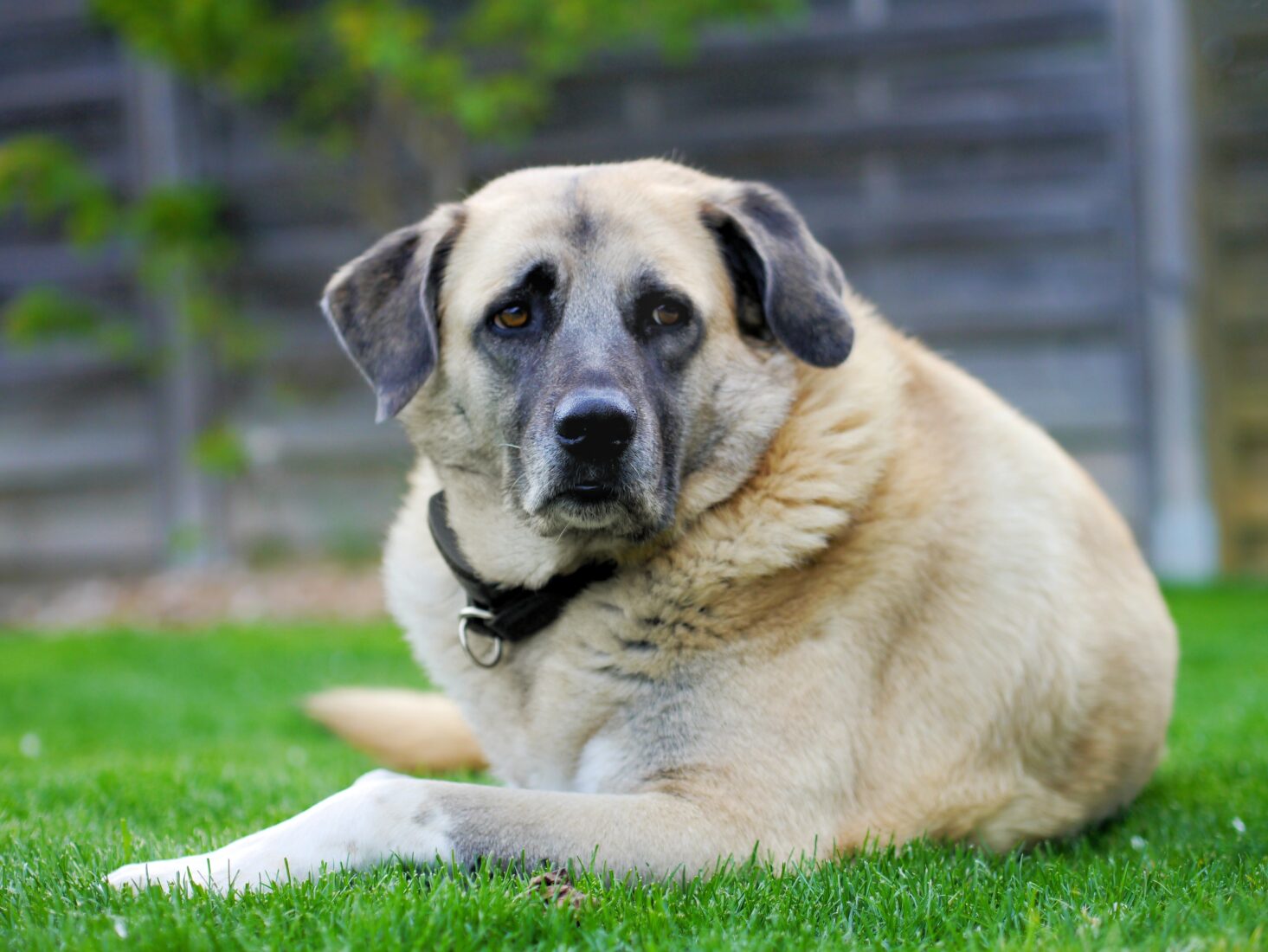 Fascinating facts about Türkiye’s native Kangal dog