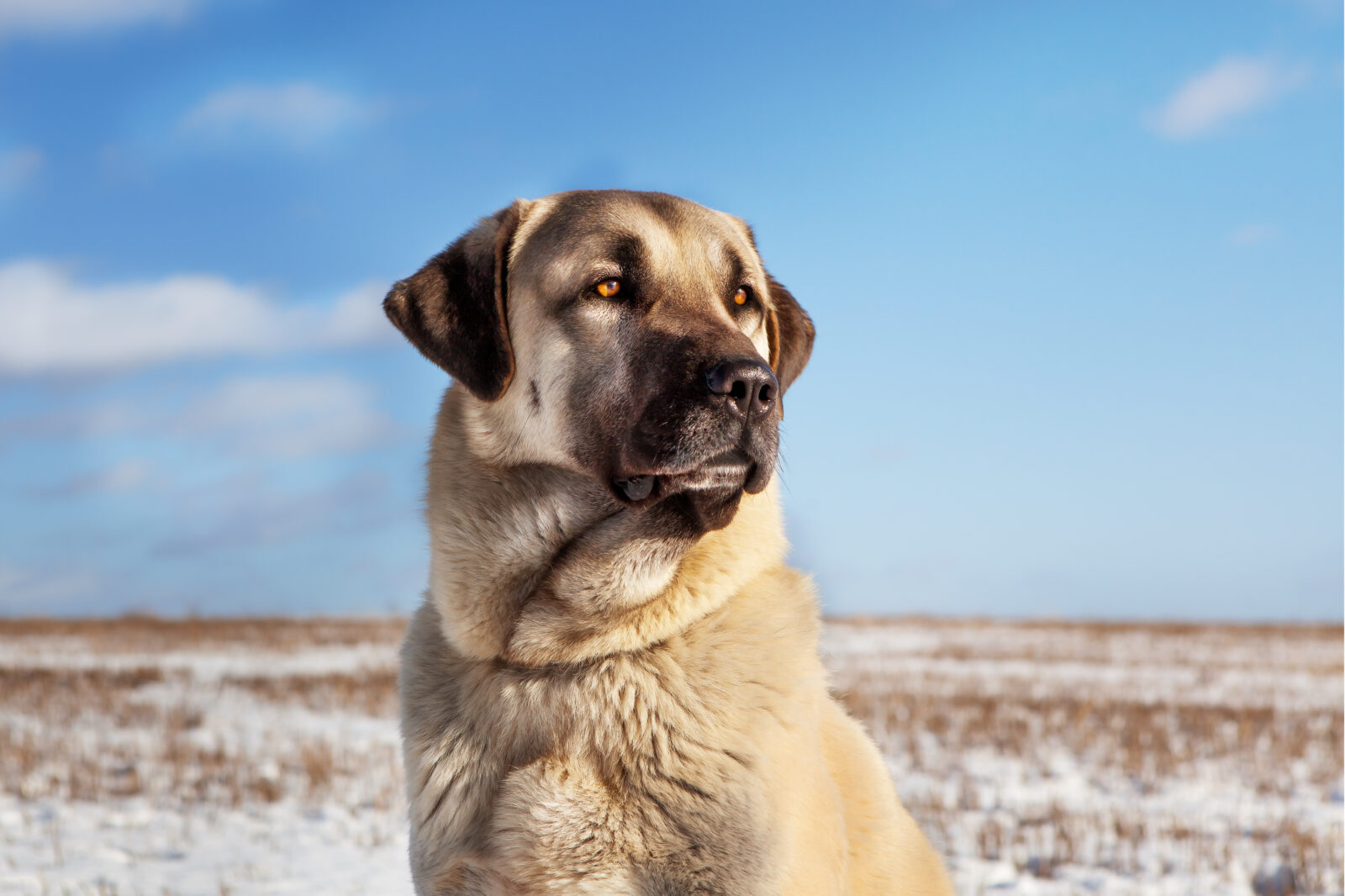 Fascinating facts about Türkiye’s native Kangal dog