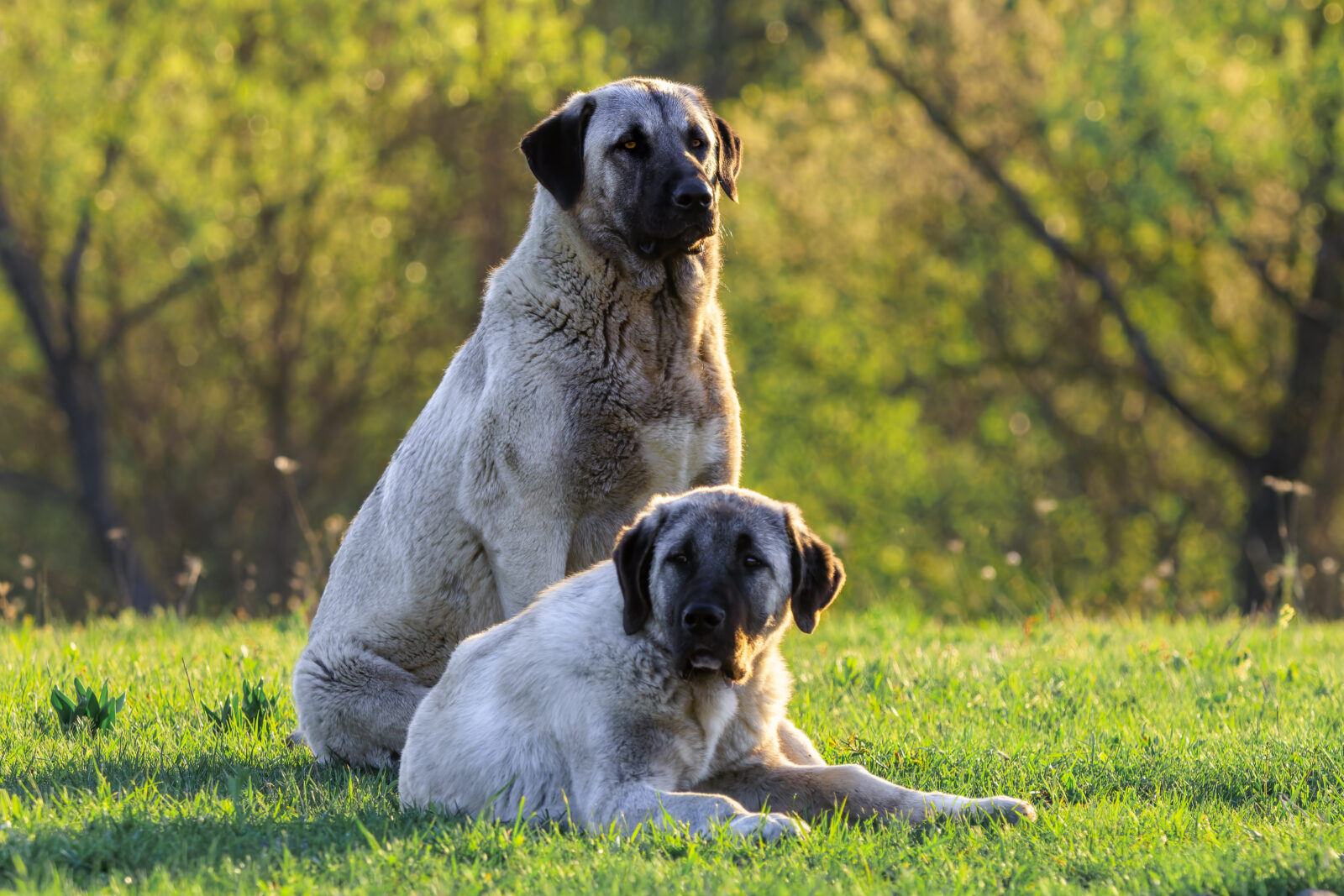 Fascinating facts about Türkiye’s native Kangal dog