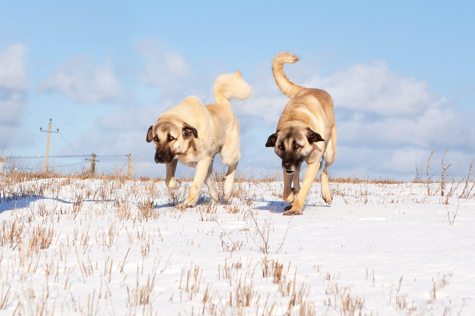 Fascinating facts about Türkiye’s native Kangal dog