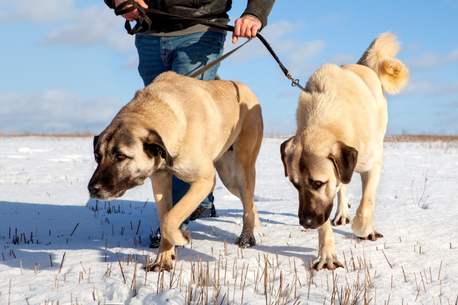 Two Turkish Kangal dogs, which the owner leads on a leash in winter in the pasture. Livestock guard dog. Kangal dogs can perform their duties in the harshest climatic and working conditions.