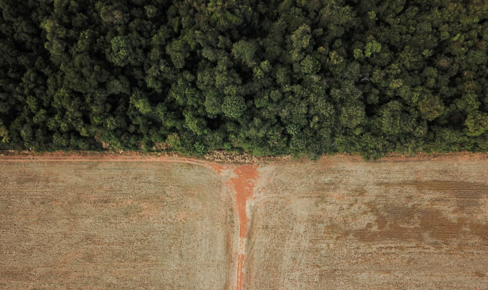 EU’s Deforestation Regulation initiates challenging process for companies