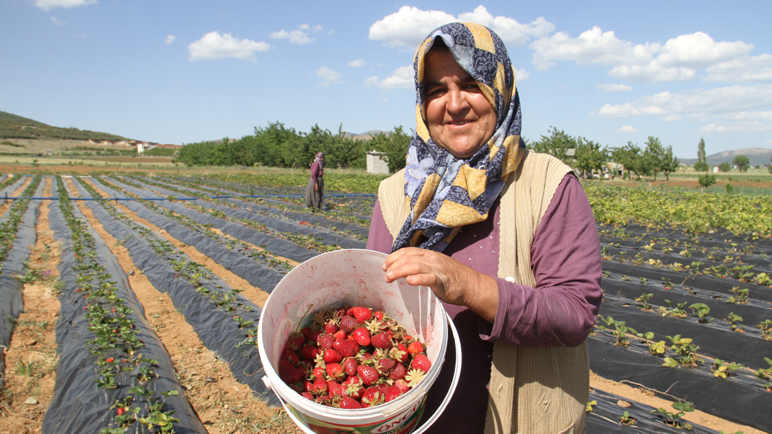 Huyuk strawberries become Türkiye's 25th EU-registered geographical indication