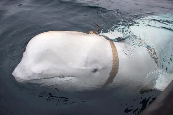 Beluga whale Hvaldimir, suspected of being Russian spy, found dead in Norway