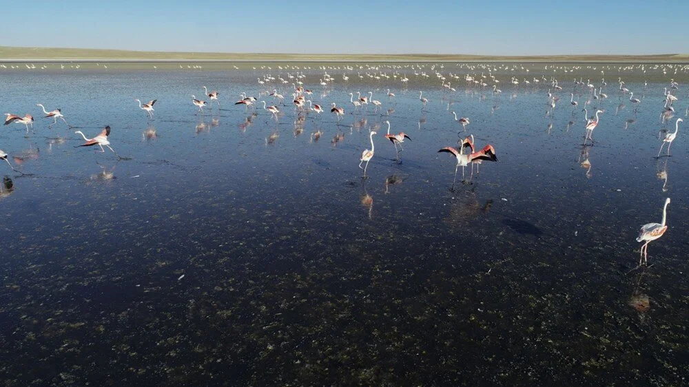 'Flamingo paradise' in Türkiye's Kucuk Lake drying up due to mistakes and climate change