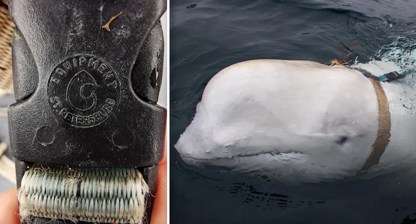 Beluga whale Hvaldimir, suspected of being Russian spy, found dead in Norway