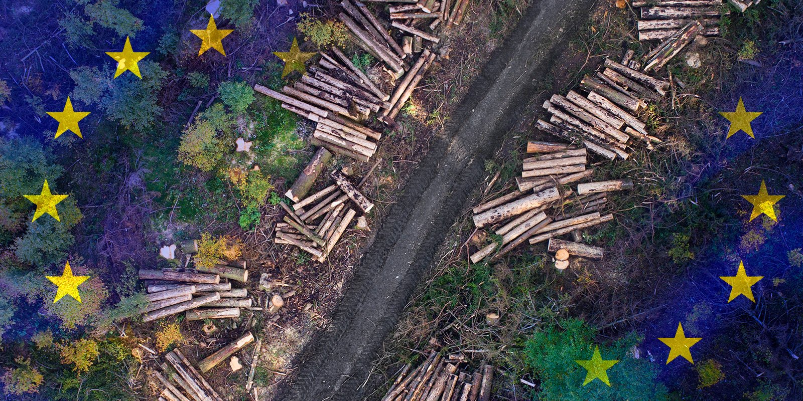 EUDR delay confirmed after European Parliament vote on deforestation regulation