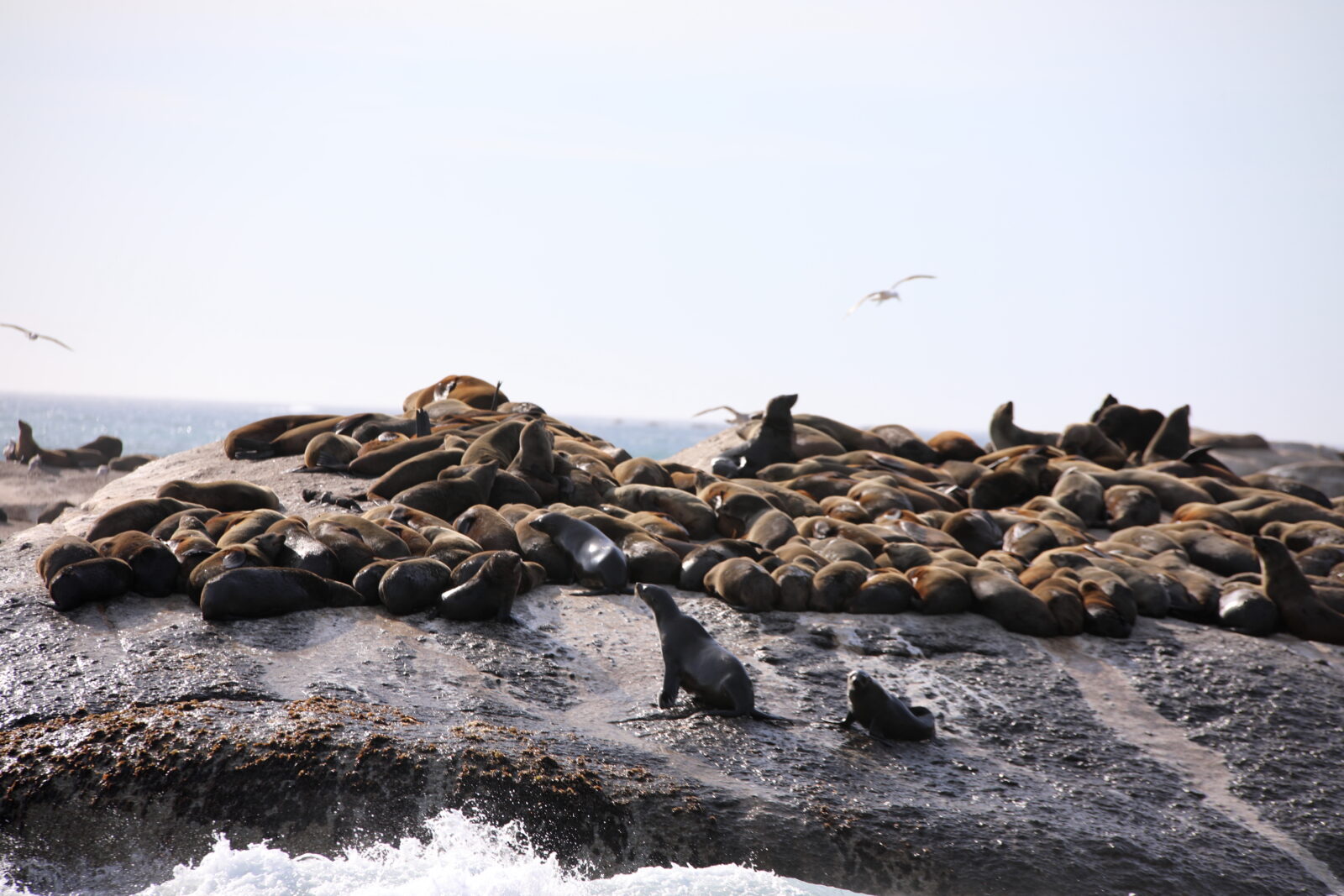 Unprecedented rabies outbreak among Cape fur seals in South Africa raises alarm