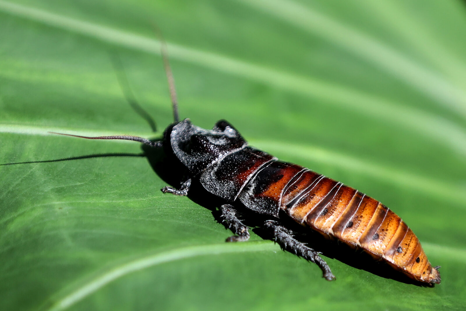 Madagascar hissing cockroach