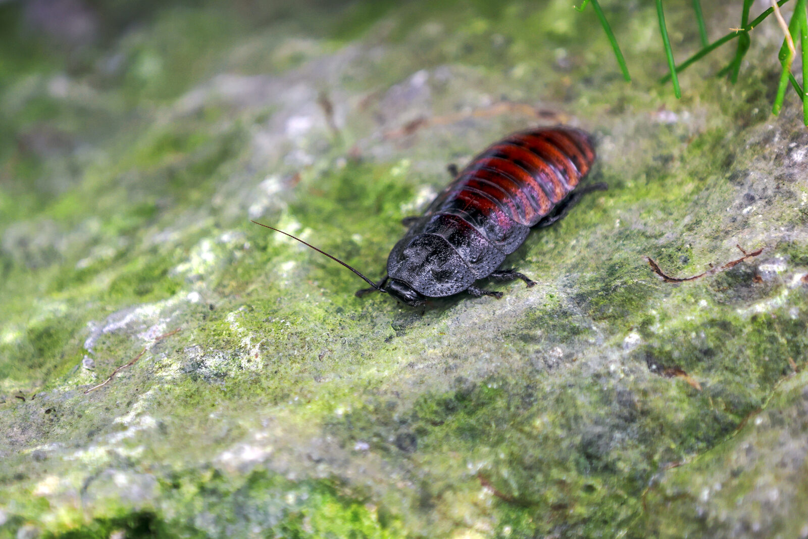 Madagascar hissing cockroach