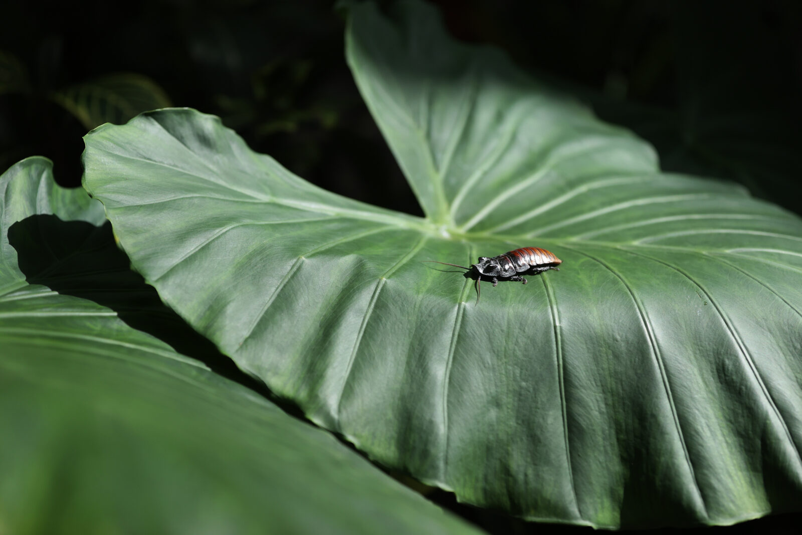 hissing cockroach