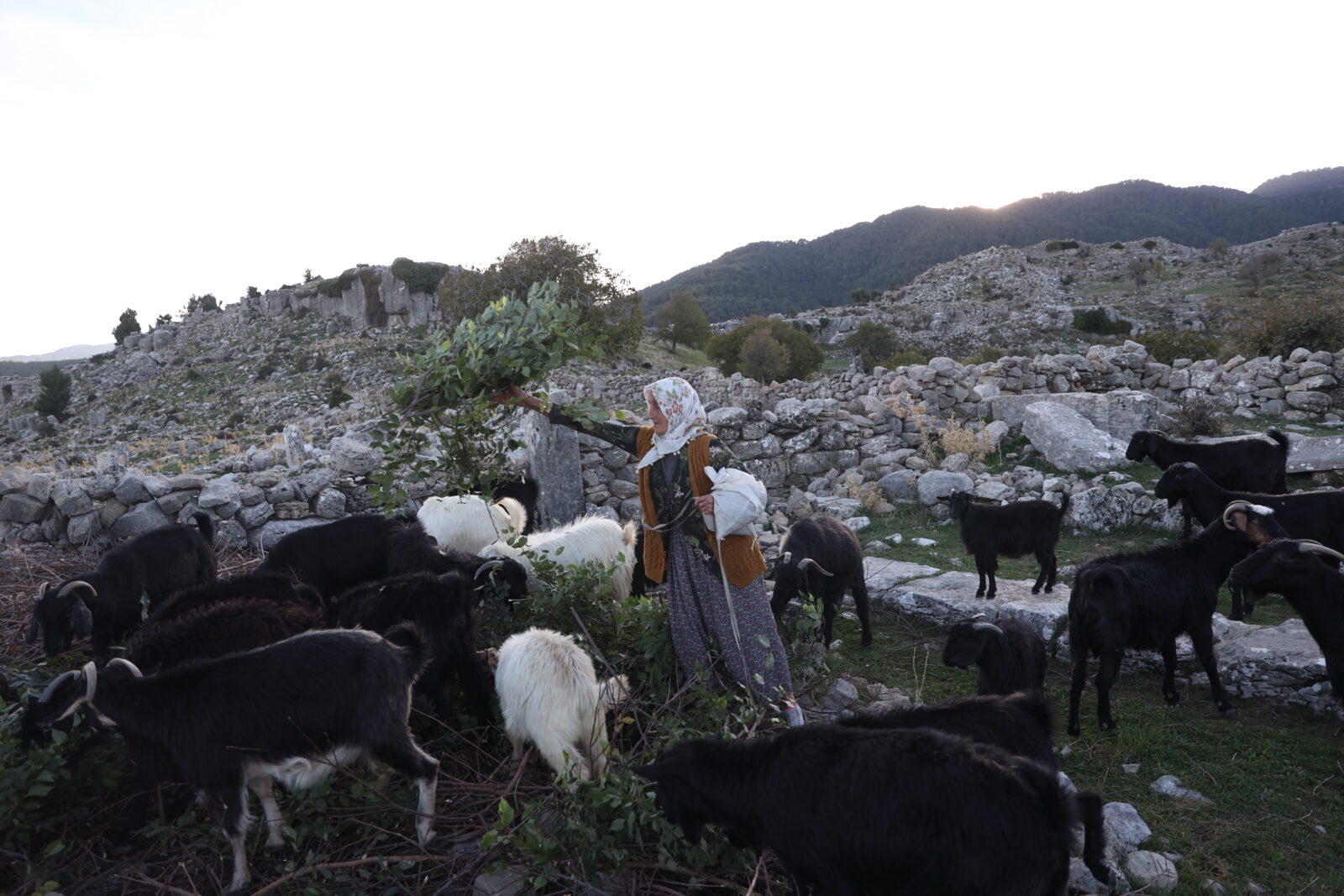 Turkish nomad