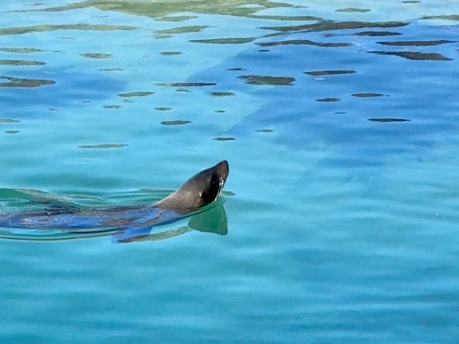 Unprecedented rabies outbreak among Cape fur seals in South Africa raises alarm