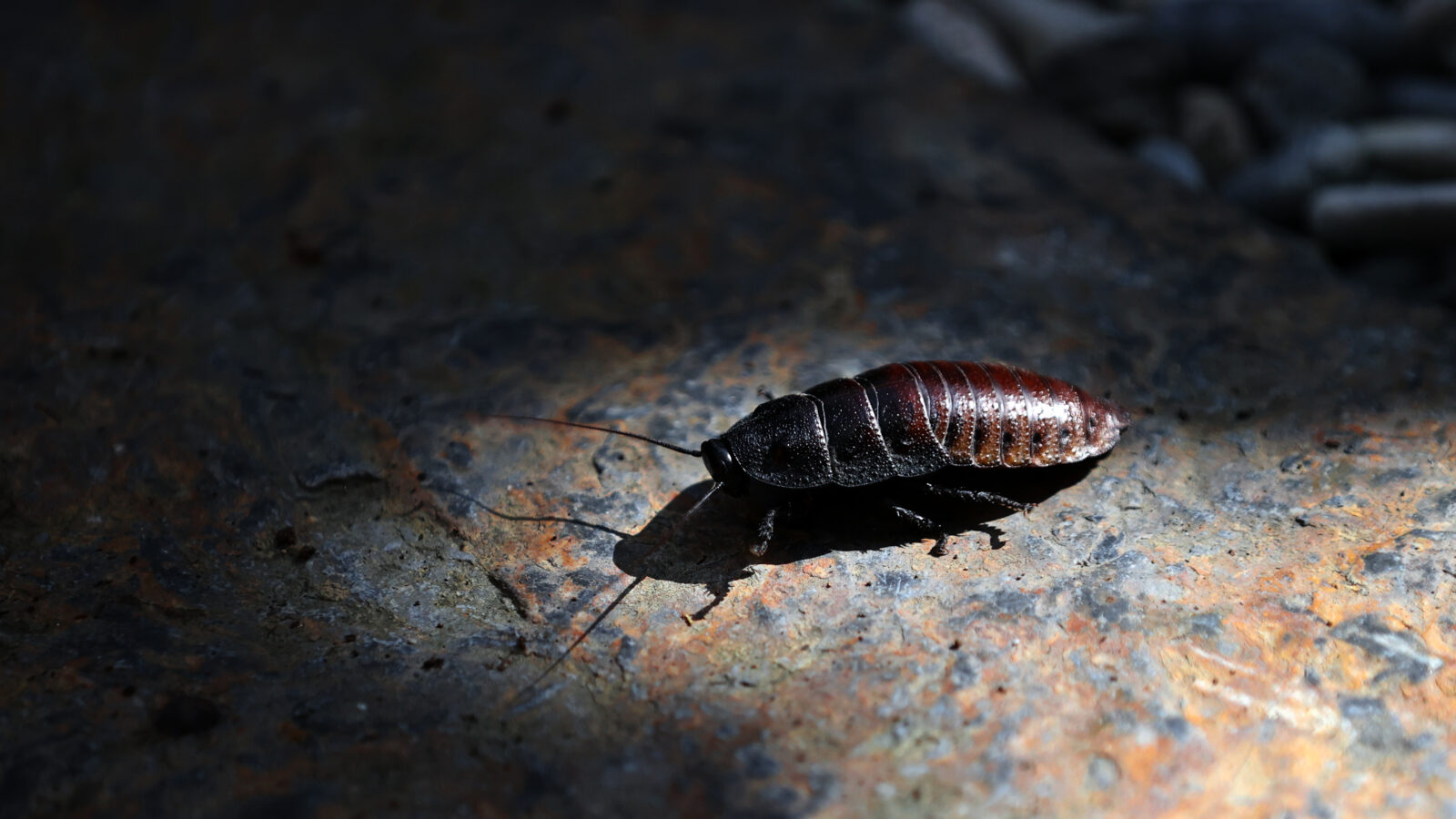 Visitors flock to Türkiye’s Tropical Butterfly Garden for Madagascar hissing cockroaches