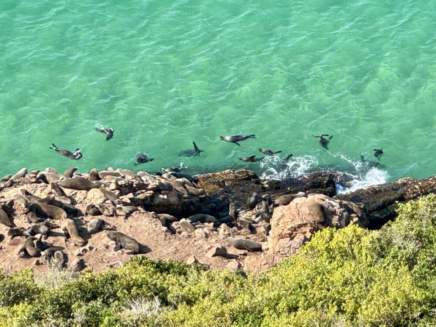 Unprecedented rabies outbreak among Cape fur seals in South Africa raises alarm