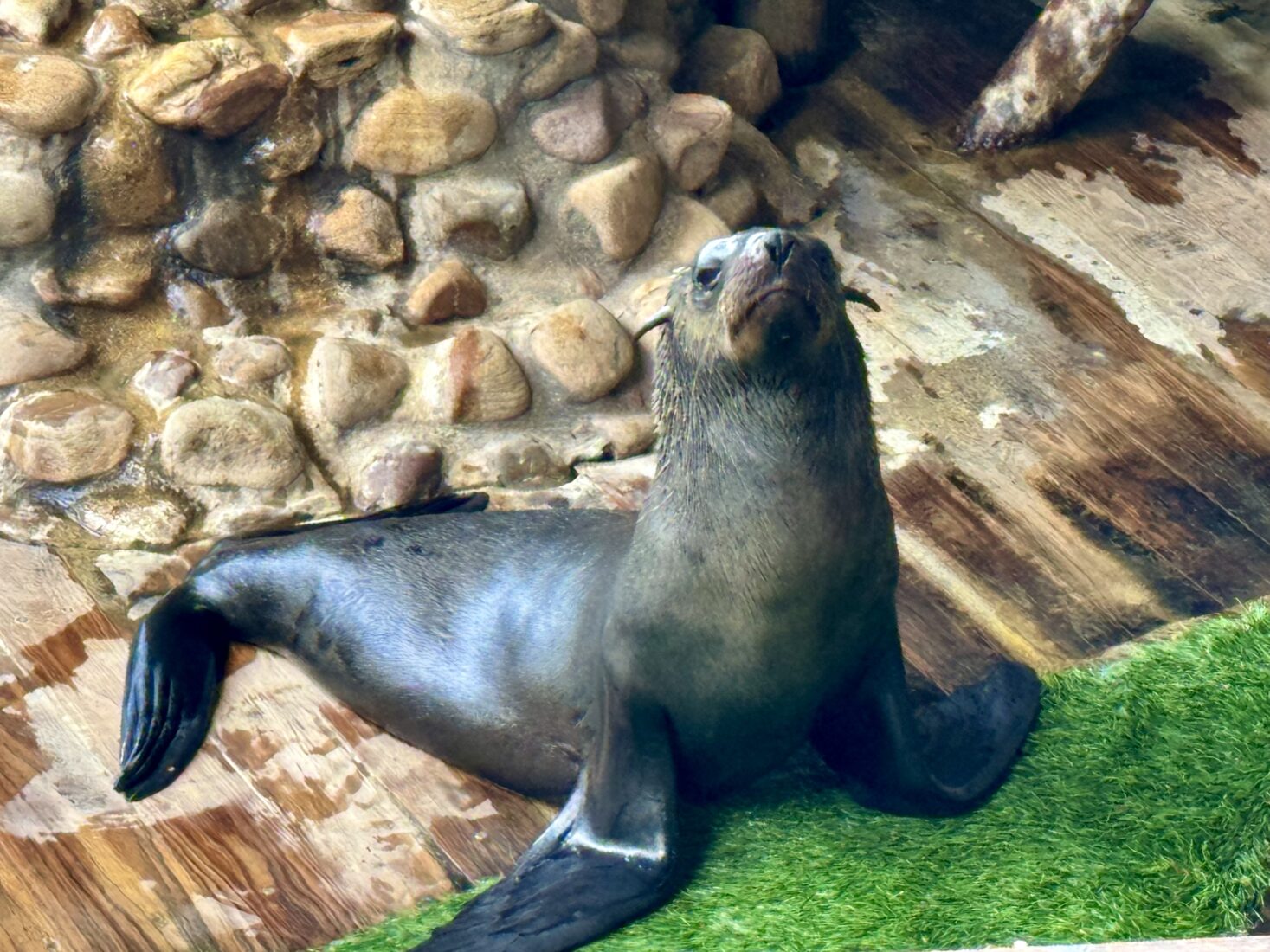 Unprecedented rabies outbreak among Cape fur seals in South Africa raises alarm