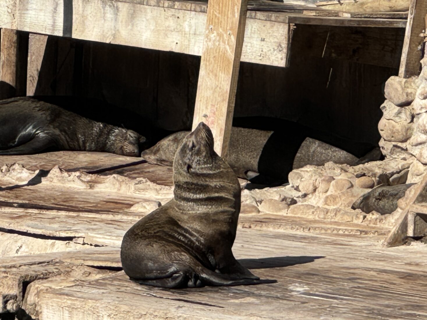 Unprecedented rabies outbreak among Cape fur seals in South Africa raises alarm