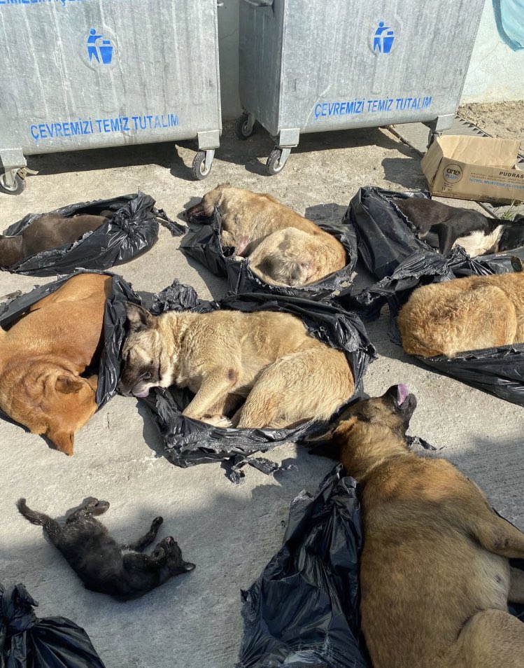 51 killed stray cats and dogs found outside animal shelter in Türkiye