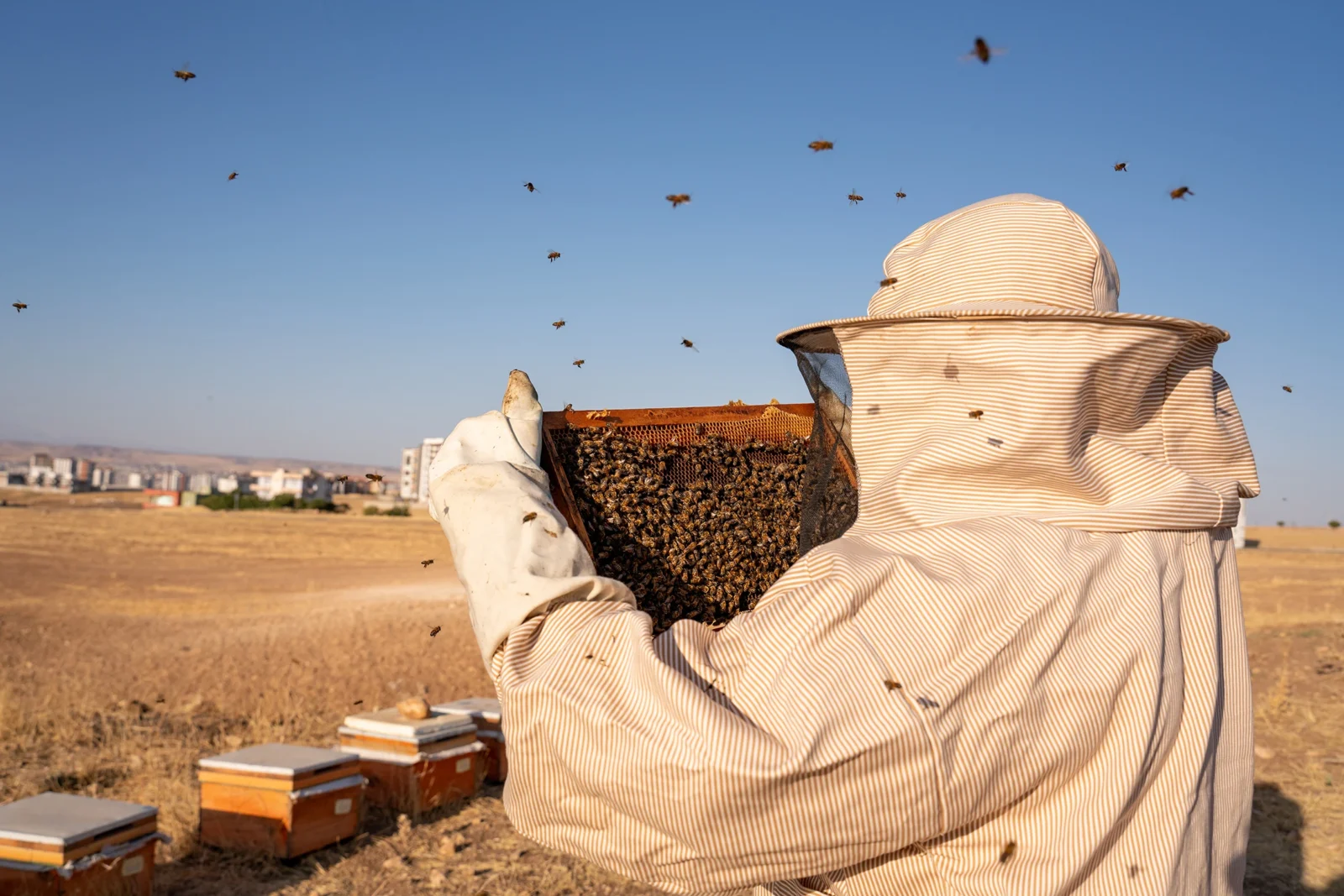 Türkiye produces 92% of world's pine honey