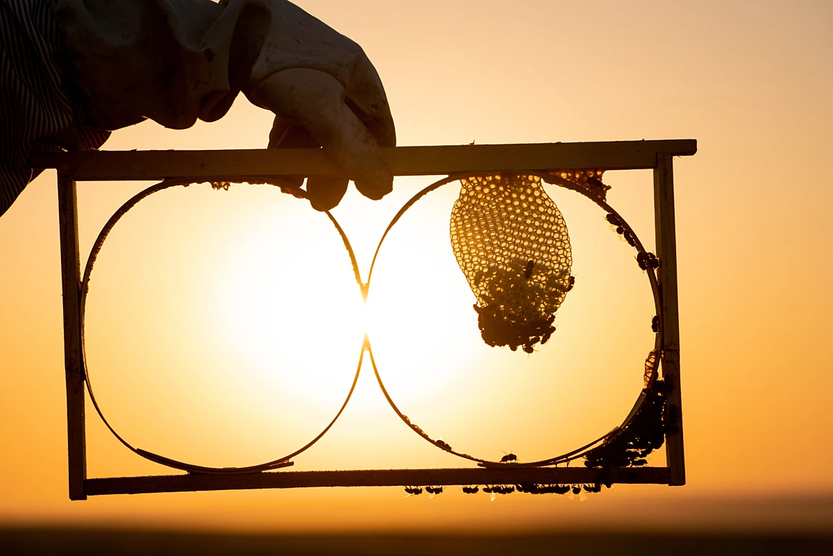 Türkiye produces 92% of world's pine honey