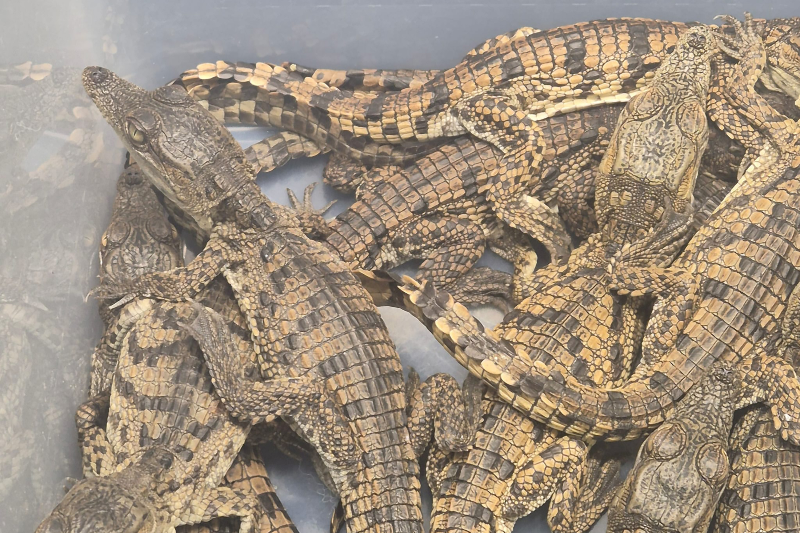 12 Nile crocodiles, 5 monitor lizards