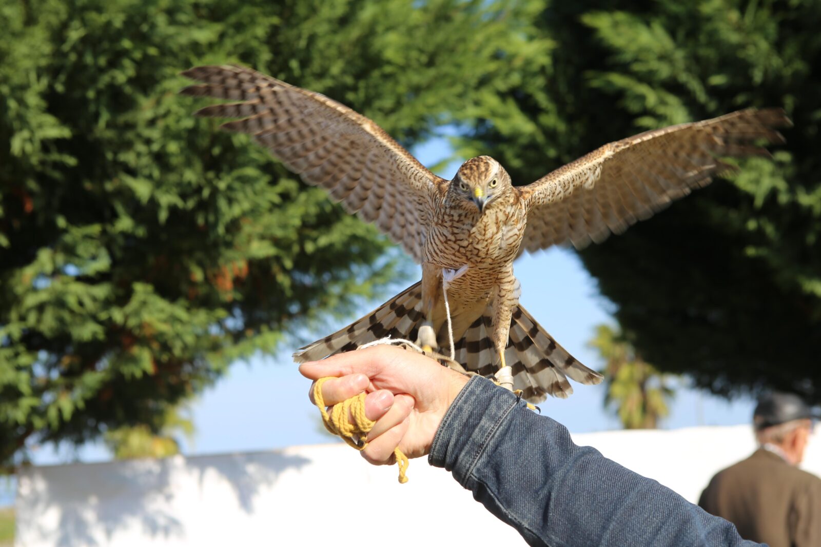 Sparrowhawk beauty and skill take center stage at Türkiye's Rize