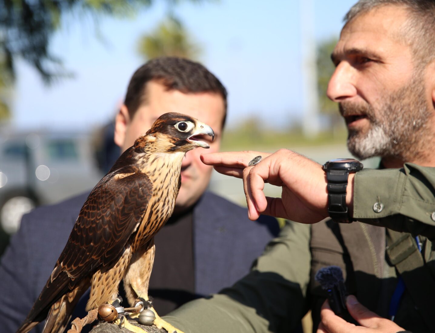 Sparrowhawk beauty and skill take center stage at Türkiye's Rize