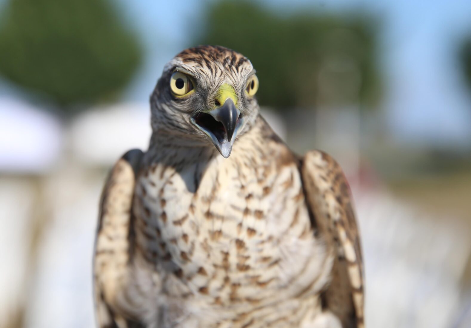 Sparrowhawk beauty and skill take center stage at Türkiye's Rize