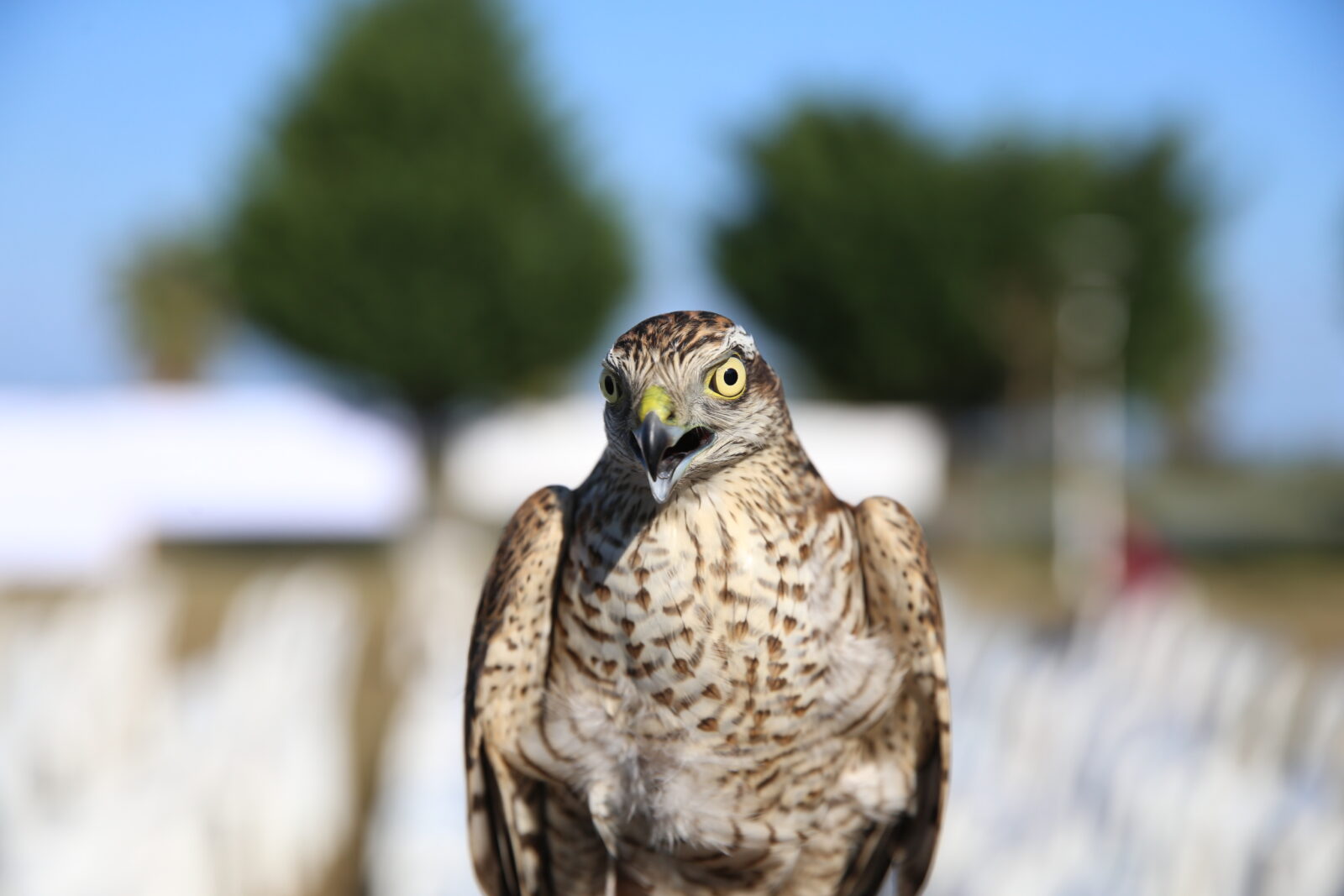 Sparrowhawk beauty and skill take center stage at Türkiye's Rize