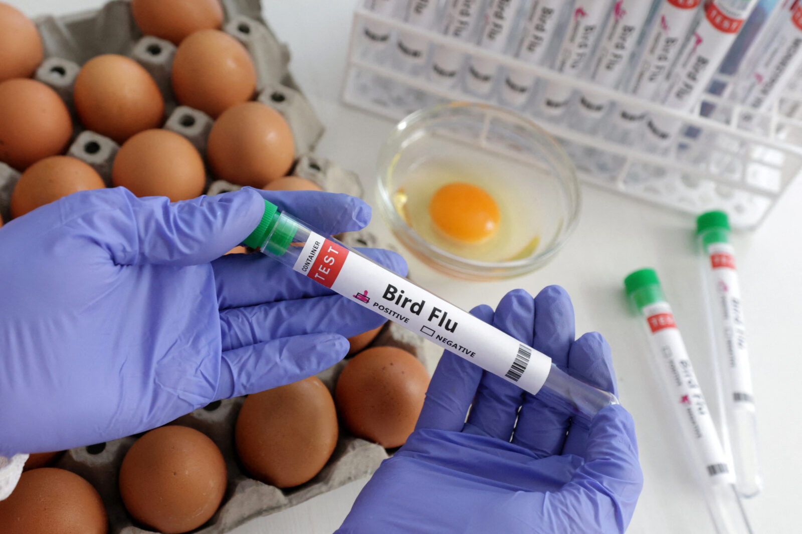 Türkiye reports bird flu outbreak on poultry farm, WOAH confirms