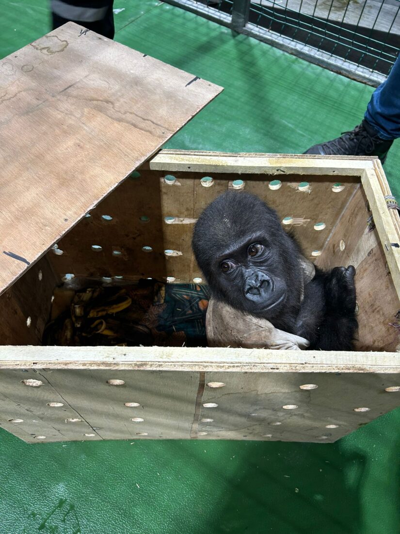 Illegal baby gorilla transport stopped by Istanbul