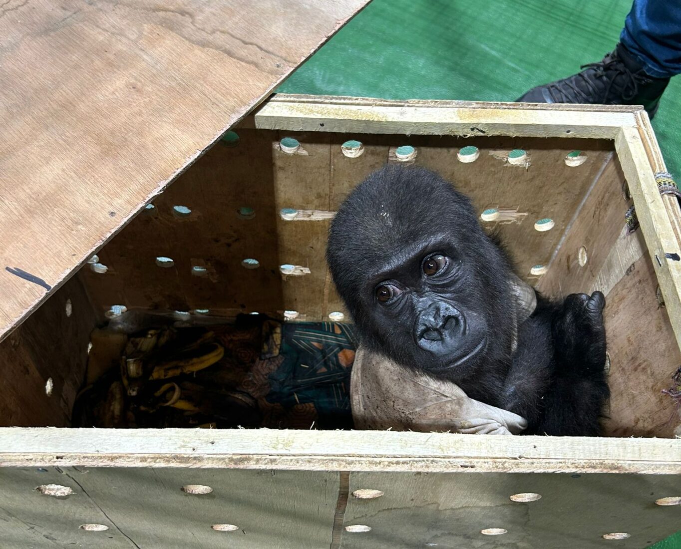 Illegal baby gorilla transport stopped by Istanbul