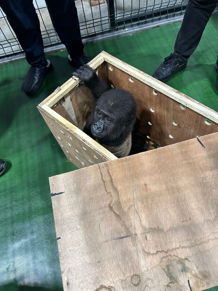 Illegal baby gorilla transport stopped by Istanbul Airport